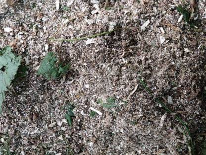 Bild 6:Baumstumpffräse, Stubenfräse, Stockfräse mieten