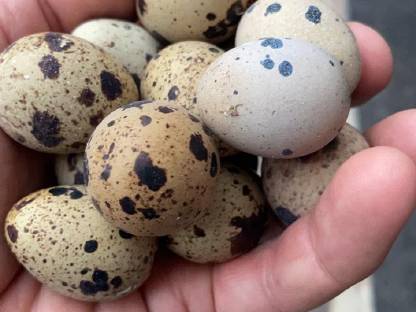 Bild 4:Wachteleier, Wachteln, Eier, Speiseeier, Bruteier