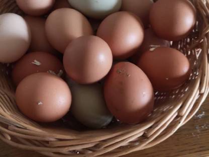 Frische Eier aus Freilandhaltung