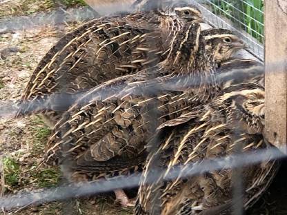 Bild 6:Wachteleier, Wachteln, Eier, Speiseeier, Bruteier