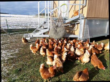 Bild 3:Eier ab Hof von unseren Wanderhendln