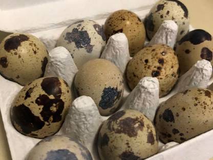 Bild 7:Wachteleier, Wachteln, Eier, Speiseeier, Bruteier