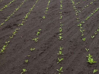 Bild 2:Biete Lohnsaat an