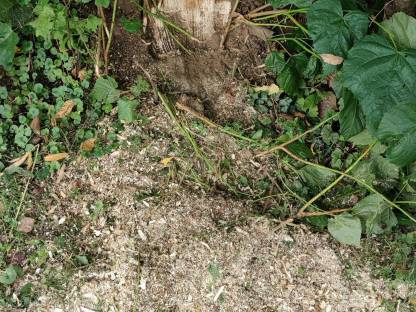 Bild 5:Baumstumpffräse, Stubenfräse, Stockfräse mieten