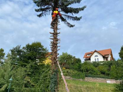 Bild 7:Erd- & Forstarbeiten