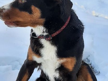 Bild 3:Appenzeller Sennenhund Deckrüde Maui