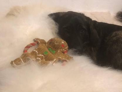 Bild 2:Kuschelfell vom Bio-Zackelschaf