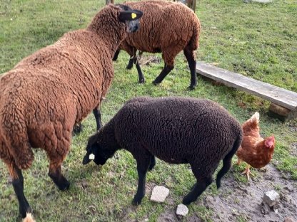 Bild 2:Reinrassige Juralämmer