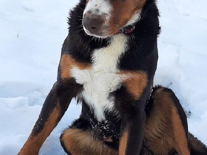 Bild 2:Appenzeller Sennenhund Deckrüde Maui