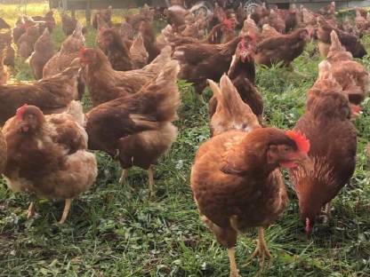 Bild 2:10 Eier aus Freilandhaltung