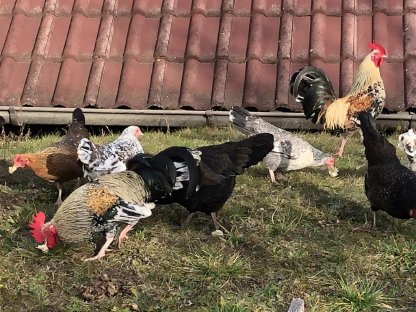 Bild 5:Steinpiperl, Enten