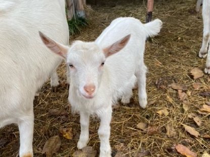 Bild 3:Junge Saanenziege-Böcke