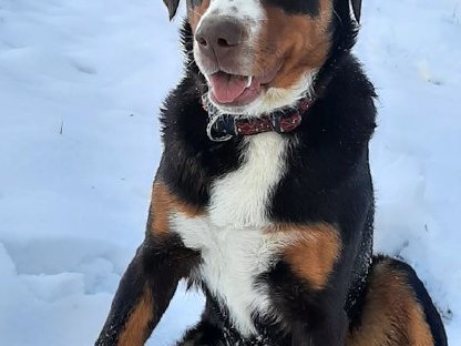 Bild 4:Appenzeller Sennenhund Deckrüde Maui