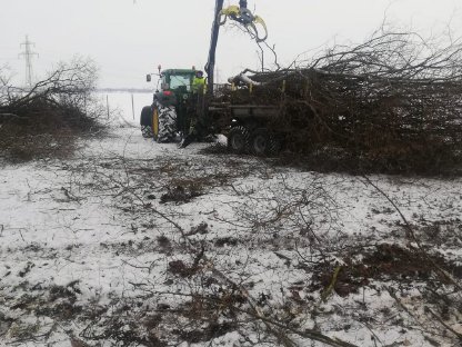 Bild 6:Energieholzernte