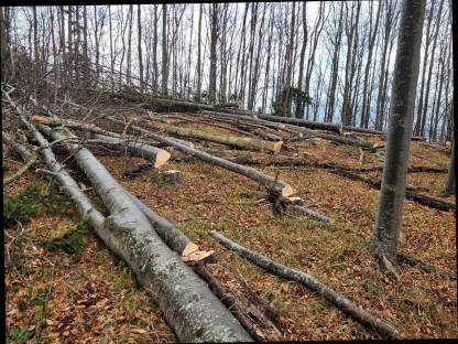 Bild 9:Biete BAUMAUSFORMEN mit Baggerprozessor