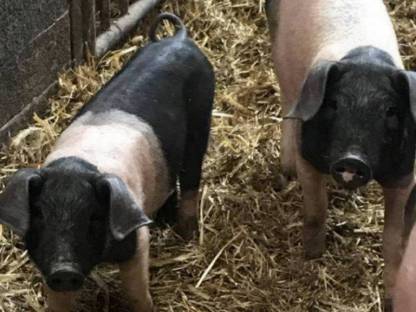 Schweinemarkt Bio Ferkel kaufen