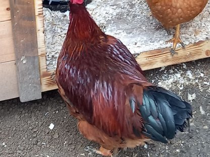 Bild 3:Hähne aus eigener Nachzucht abzugeben