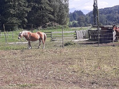 Bild 4:Grundstück mit Unterstand