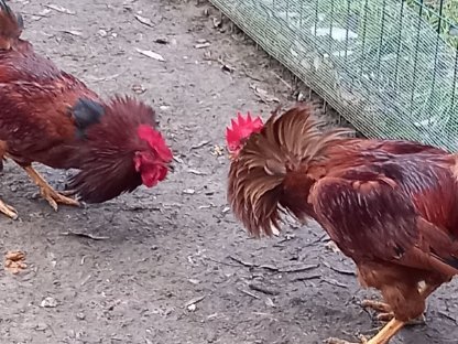 Bild 5:Hähne aus eigener Nachzucht abzugeben