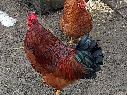 Bild 4:Hähne aus eigener Nachzucht abzugeben