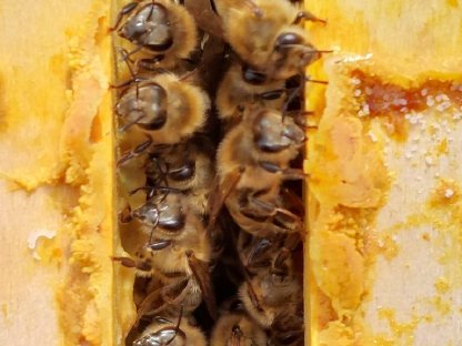 Bio-Honig zu verkaufen