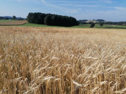 Biospeisegetreide Emmer, Dinkel und Nackhafer