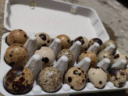 Bild 4:Wachtelprodukte