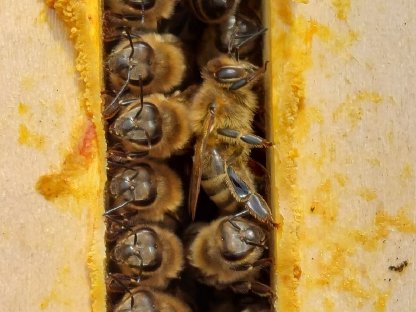Bio Bienenvölker