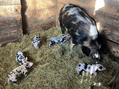 Bild 8:Turopolje Ferkel - Bio