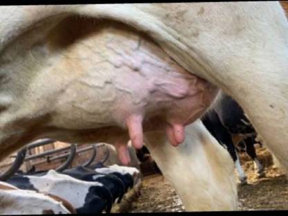 Bild 4:Holstein Kühe