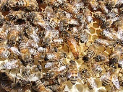 Bienen Ableger, Kunstschwärme, Königinnen