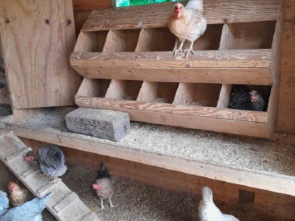 Bild 4:PKH Geflügelstall