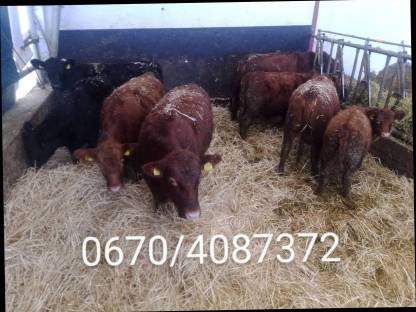 Angus Zuchtkalbinnen Bio