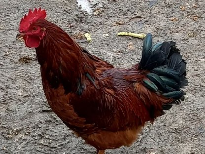 Bild 2:Hähne aus eigener Nachzucht abzugeben