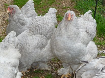 Bild 5:Bruteier Brahma perlgrau gesperbert, internationaler Versand