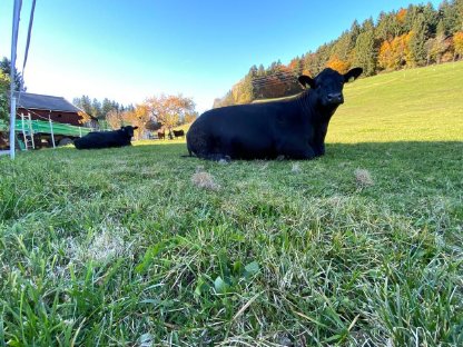 Angus Kuh mit Kalb abzugeben