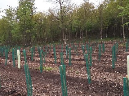 Bild 7:Forstmulchen Forstfräsen Stockfräsen Steinfräsen Aufforstung