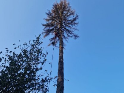 Bild 8:Holzschlägerung & Bringung