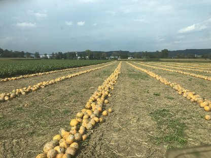 Bild 2:Kürbiskerne g.g.A.