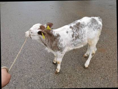 Weiß-blaues Stierkalb