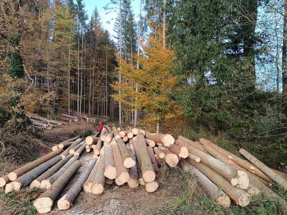 Bild 2:Holzschlägerung & Bringung