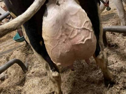 Holstein Kühe