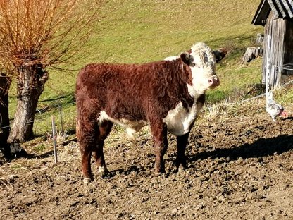 Hereford Jungstier