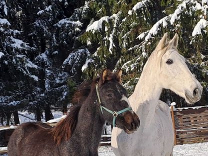 Bild 5:Spanier Braunschimmelhengst