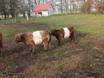 Verkaufe 2 Dun Belted Galloway Färsen HB