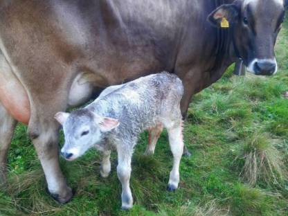 Mutterkuh mit Stierkalb