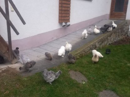 Bild 3:Seidenhuhn Bruteier