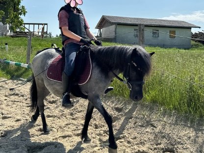 Ponystute, Zweijährige, Absetzer