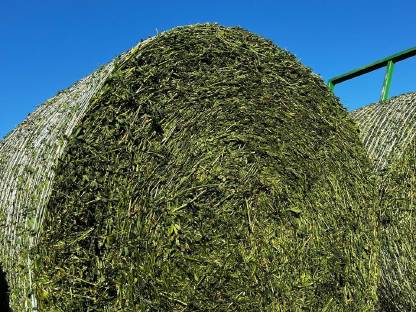 Luzernesilage