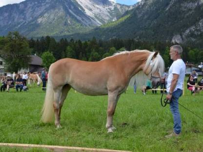 Haflinger Elitestute